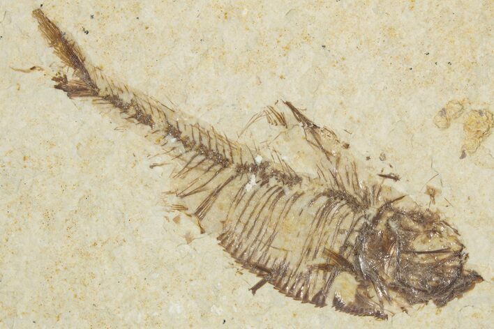 Bargain, Fossil Fish (Diplomystus) - Wyoming #355598